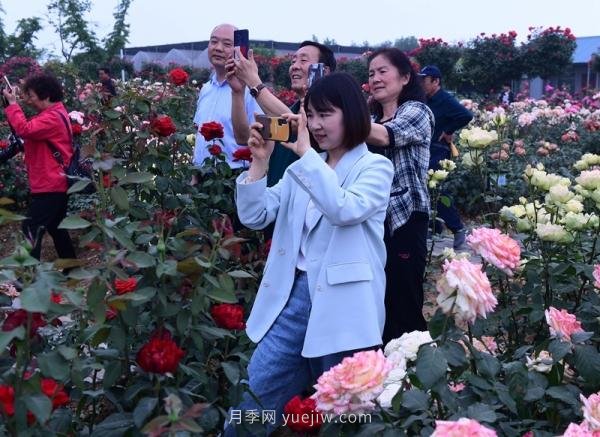 南陽(yáng)月季：***向我詢(xún)問(wèn)月季花球新品種(圖5)