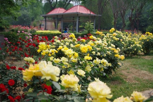 賞石家莊月季市花，遨游月季公園五月花海(圖2)