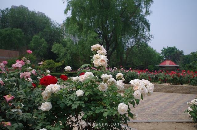 賞石家莊月季市花，遨游月季公園五月花海(圖3)