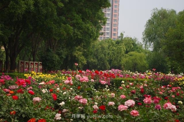 賞石家莊月季市花，遨游月季公園五月花海(圖4)