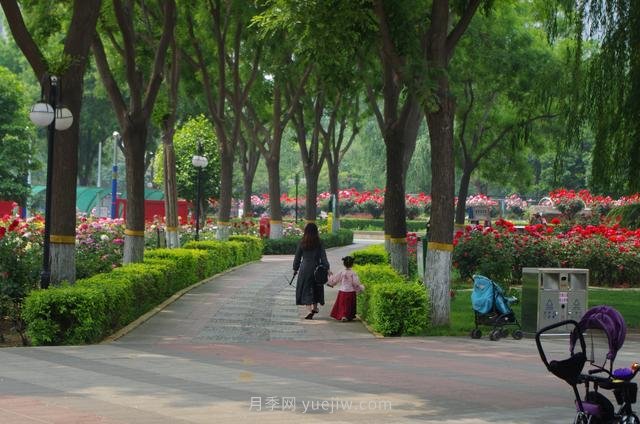 賞石家莊月季市花，遨游月季公園五月花海(圖6)