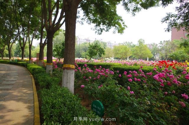 賞石家莊月季市花，遨游月季公園五月花海(圖7)