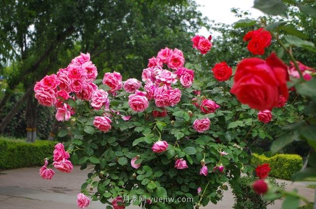 賞石家莊月季市花，遨游月季公園五月花海(圖9)