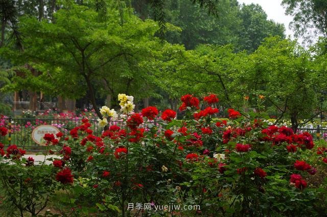賞石家莊月季市花，遨游月季公園五月花海(圖8)