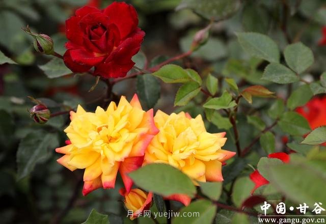 甘肅天水：甘谷月季花開(kāi)醉滿(mǎn)城(圖集)(圖3)