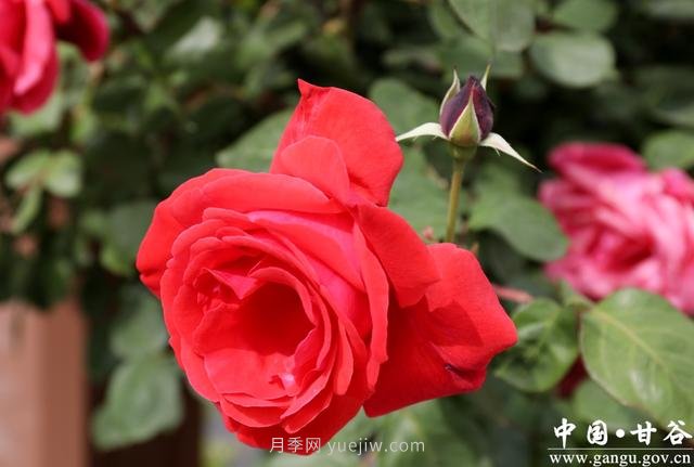 甘肅天水：甘谷月季花開(kāi)醉滿(mǎn)城(圖集)(圖4)