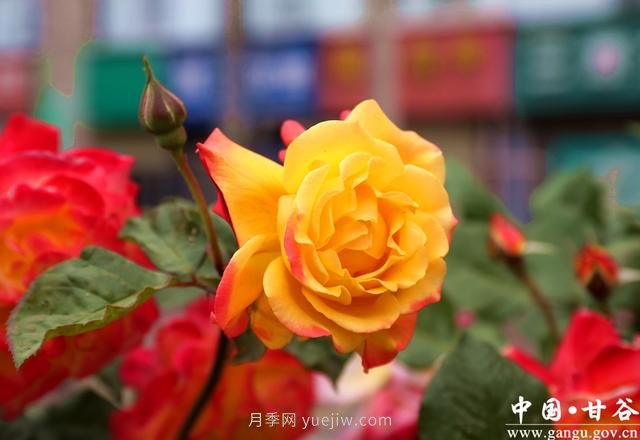 甘肅天水：甘谷月季花開(kāi)醉滿(mǎn)城(圖集)(圖6)