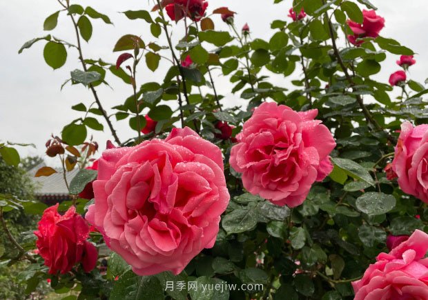 月季花的修剪技術(shù)、范圍和適宜時(shí)期(圖1)