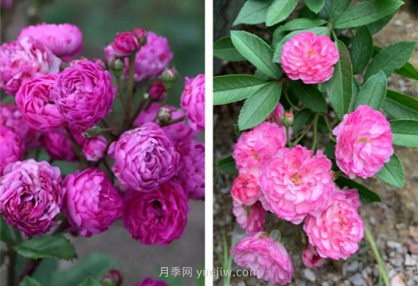 推薦4個(gè)品種，皮實(shí)好養開(kāi)花量大，打造藤本花瀑布(圖4)
