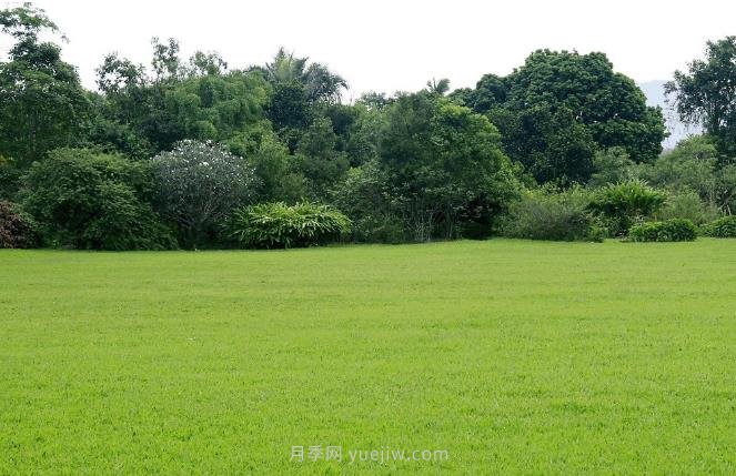 如何進(jìn)行草坪滾壓？有什么方法？(圖1)