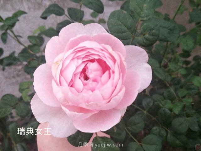 瑞典女王養護經(jīng)驗分享(圖1)