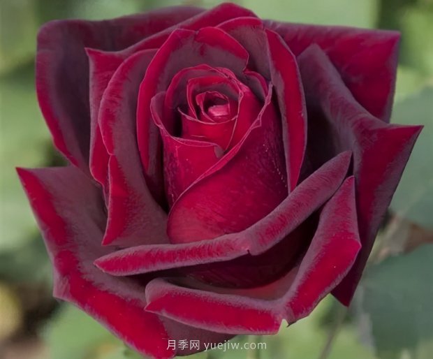 推薦16個(gè)世界上***受歡迎的月季品種，都獲得過(guò)榮譽(yù)(圖6)