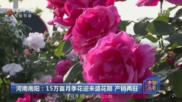 河南南陽(yáng)：15萬(wàn)畝月季花迎來(lái)盛花期 產(chǎn)銷(xiāo)兩旺(圖1)
