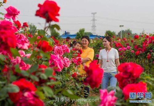 河南南陽(yáng)：月季為“媒” 富民產(chǎn)業(yè)助力鄉村振興(圖2)