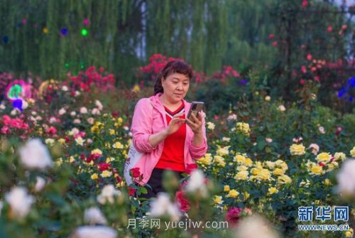 河南南陽(yáng)：月季為“媒” 富民產(chǎn)業(yè)助力鄉村振興(圖3)