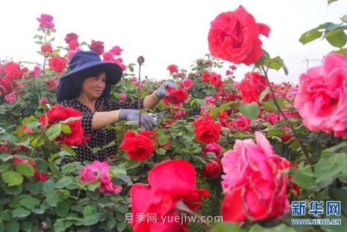 河南南陽(yáng)：月季為“媒” 富民產(chǎn)業(yè)助力鄉村振興(圖1)