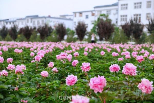 洛陽(yáng)芍藥花海向市民游客免費開(kāi)放(圖1)