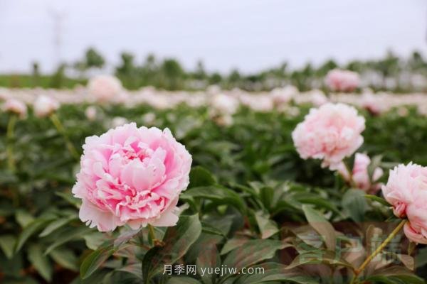 洛陽(yáng)芍藥花海向市民游客免費開(kāi)放(圖3)