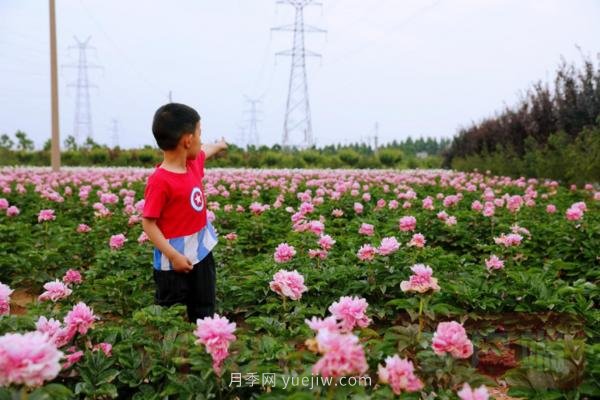洛陽(yáng)芍藥花海向市民游客免費開(kāi)放(圖2)