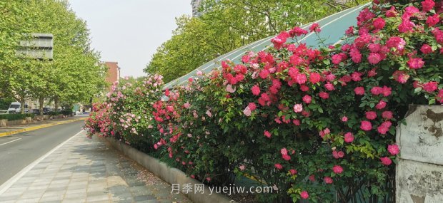 屬于月季的***美賞花季來(lái)了！上海正打造百條花道(圖6)