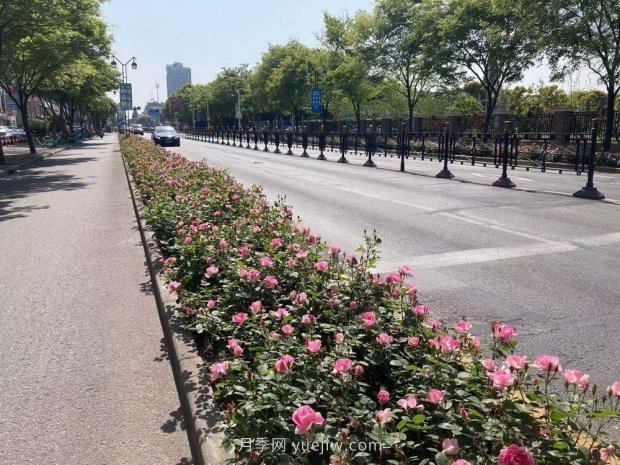 屬于月季的***美賞花季來(lái)了！上海正打造百條花道(圖3)