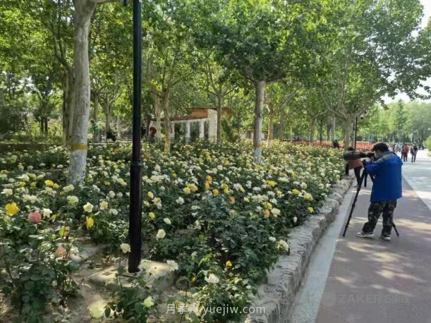 石家莊東環(huán)公園的月季正值盛花期，快來(lái)打卡(圖2)