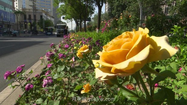太原三百萬(wàn)株月季玫瑰盛開(kāi)，許你一座浪漫之都(圖4)