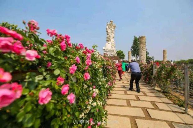 山東煙臺月季花節如期而至，美得劃不動(dòng)屏(圖6)