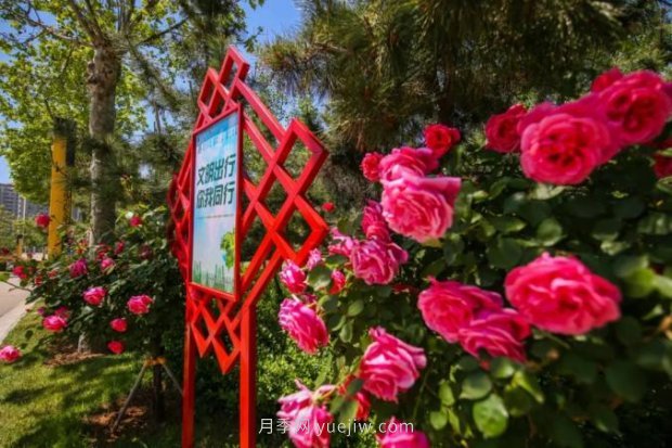 山東煙臺月季花節如期而至，美得劃不動(dòng)屏(圖3)