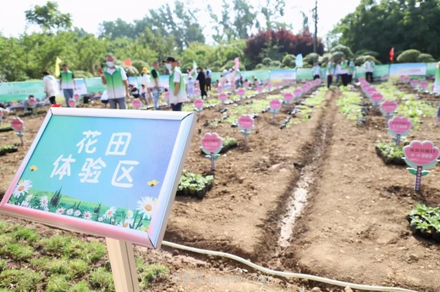 漯河城管園林科研所，邀請400余位市民花田體驗栽花(圖1)