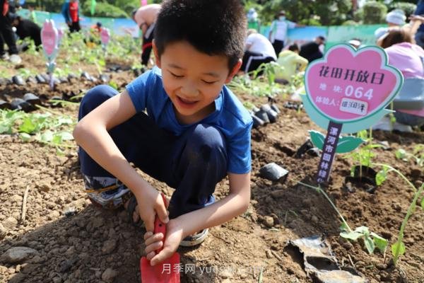 漯河城管園林科研所，邀請400余位市民花田體驗栽花(圖2)