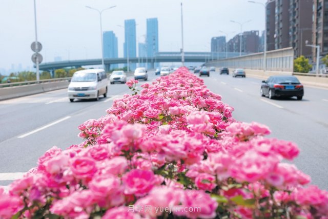 南陽(yáng)月季變身武漢網(wǎng)紅，花中皇后香飄大江南北(圖1)