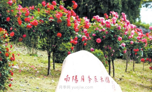 南陽(yáng)月季變身武漢網(wǎng)紅，花中皇后香飄大江南北(圖2)