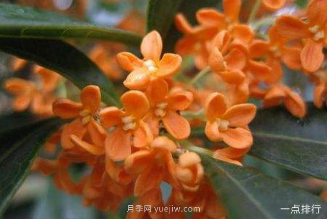 桂花哪個(gè)品種***名貴？名貴桂花品種排名(圖1)