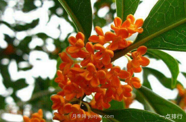桂花哪個(gè)品種***名貴？名貴桂花品種排名(圖3)