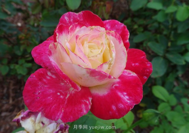 月季花的種類(lèi)非常多，哪一種月季花好養活？推薦5個(gè)品種(圖1)