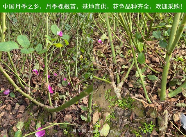 月季網(wǎng)：月季裸根苗的選購、栽植、肥水、養護技術(shù)大全(圖1)