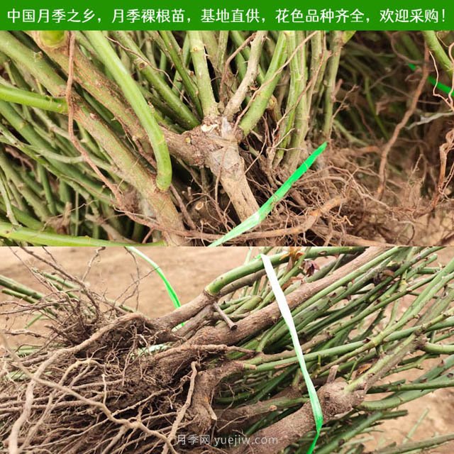 月季網(wǎng)：月季裸根苗的選購、栽植、肥水、養護技術(shù)大全(圖3)
