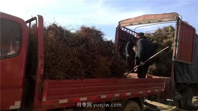 月季網(wǎng)：月季裸根苗的選購、栽植、肥水、養護技術(shù)大全(圖5)