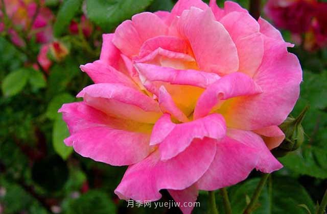 月季新芽發(fā)黑怎么辦？5種常見(jiàn)原因要區分對待(圖1)