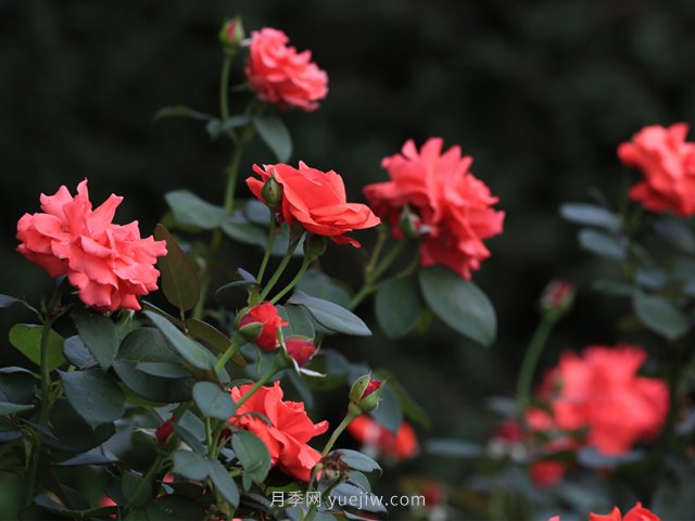 月季，盛開(kāi)在山野的玫瑰(原創(chuàng  )散文)(圖1)