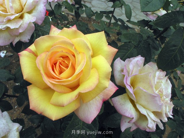 養花高手的5個(gè)好習慣，月季特別受用(圖1)