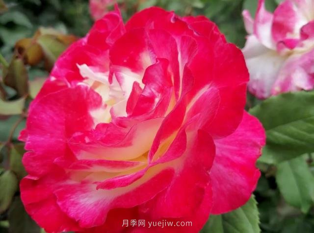 紅雙喜月季， 一聽(tīng)名字就帶著(zhù)喜慶(圖2)