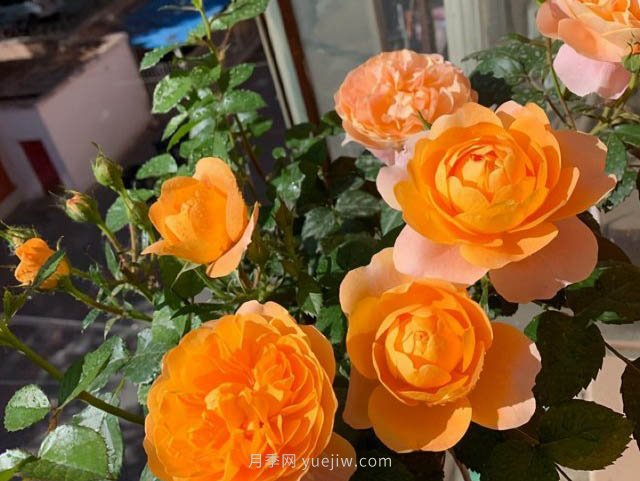 推薦適合夏天養的5種月季花，花量大不怕曬(圖2)