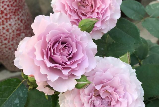 推薦適合夏天養的5種月季花，花量大不怕曬(圖5)