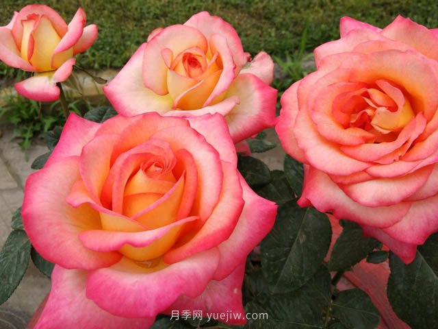 彩云月季，優(yōu)秀灌木大花月季，四季開(kāi)花庭院必養(圖3)