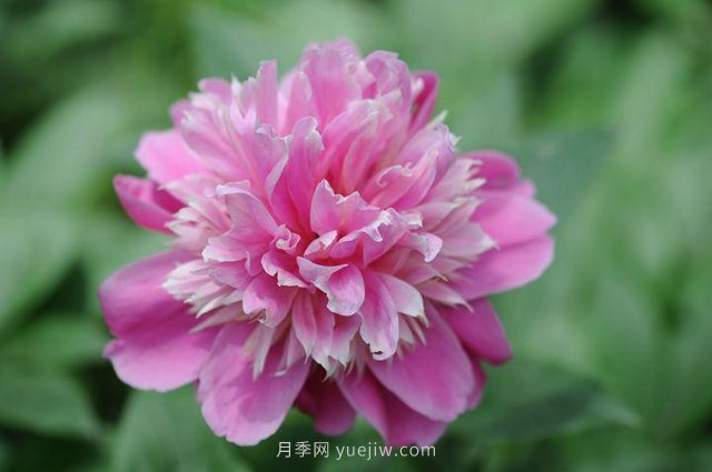林下耐陰的中藥材有哪些？推薦4種(圖1)