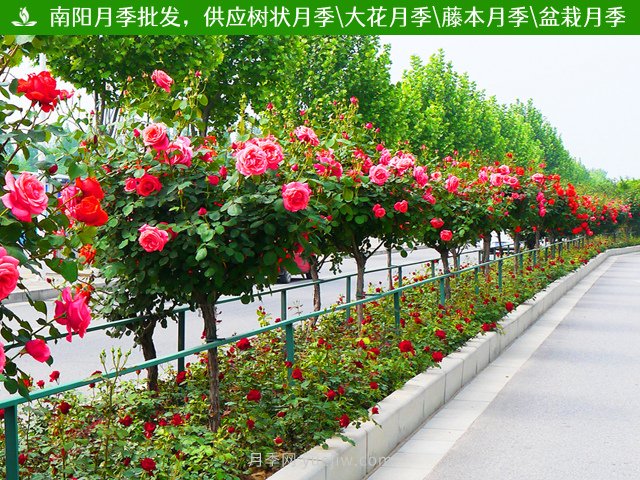 83個(gè)常見(jiàn)“園林綠化苗木專(zhuān)業(yè)術(shù)語(yǔ)”，南陽(yáng)園林人必須熟記(圖2)
