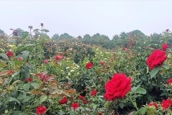 打卡南陽(yáng)這片月季花海 看“花經(jīng)濟”撬動(dòng)城市新發(fā)展(圖1)