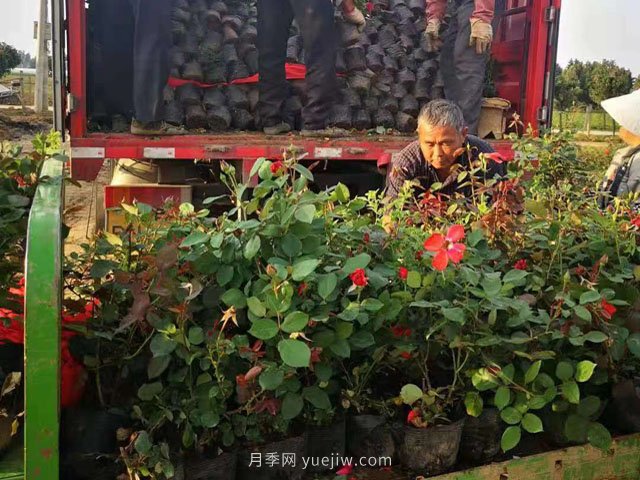 夏季工程綠化不適合種月季苗！不存在！做好5點(diǎn)成活率不用擔心(圖2)